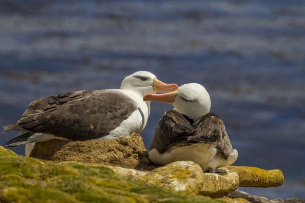 Saunders Island Black-browed albatross preening